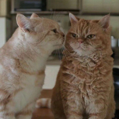 [头像]你喜欢的猫咪端上来啦，可爱猫咪情侣头像~ 头像-第4张
